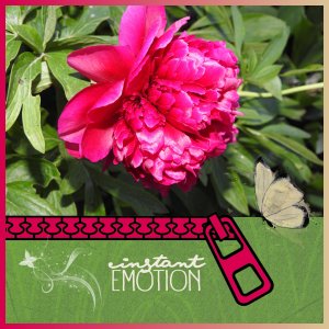 J-s366 - INSTANT EMOTION.jpg