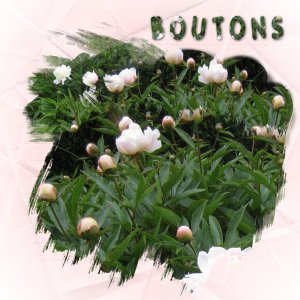 - 06 boutons.jpg