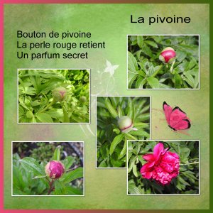 J-s369 - LA PIVOINE.jpg