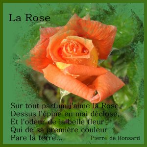 J-s374 - LA ROSE.jpg