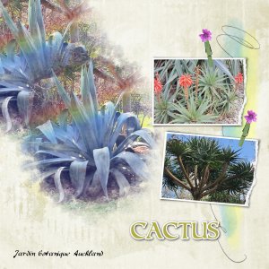 cactus.jpg