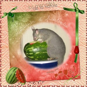 Australie pastèque.jpg