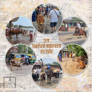 #29 Vaches - Scraptober 2026