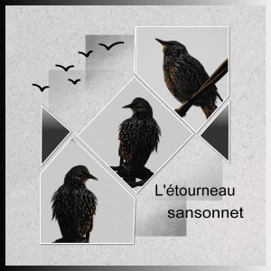J-s411 - L'ETOURNEAU SANSONNET .jpg