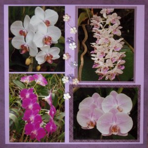 Collection d'orchidées (suite)