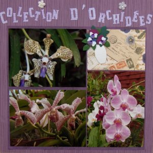 Collection d'orchidées