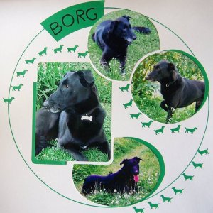 Le chien Borg