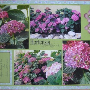 hortensia