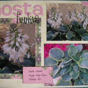 hosta