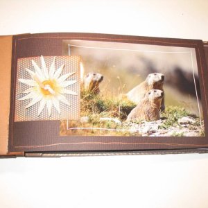 Mini album marmotte 2