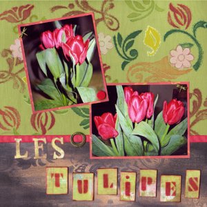 Les Tulipes