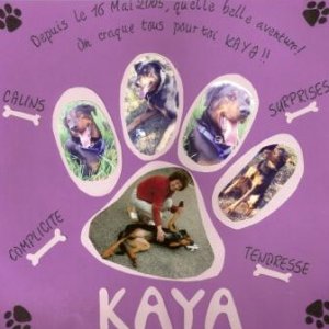 Kaya