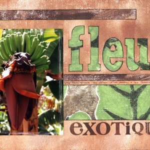 Fleur exotique