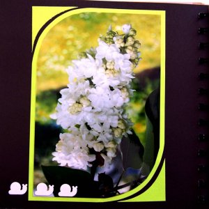 Mini_album_fleurs_12_