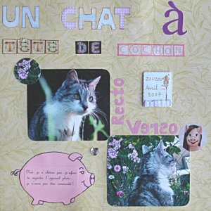 chat à tête de cochon