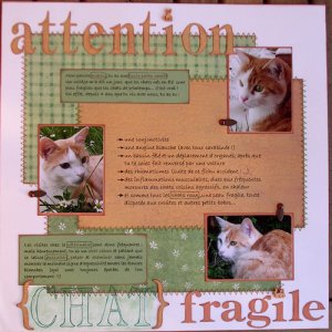 Attention chat fragile