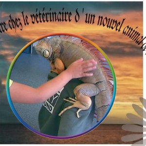 NAC Un nouvel animal de compagnie