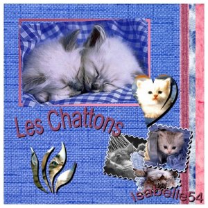 les_chatons