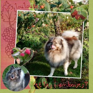 les spitz loups au jardin!