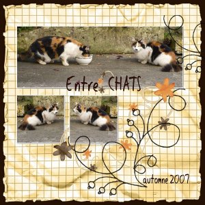 entre...chats