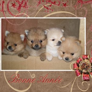 bébés spitz "poméraniens"