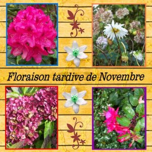 Floraison_tardive_de_novembre