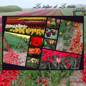 Les tulipes de La Torche