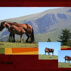 Des chevaux dans le Pays basque