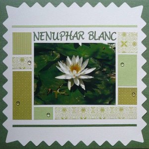 Nenuphar blanc