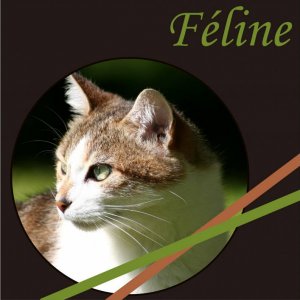 Féline