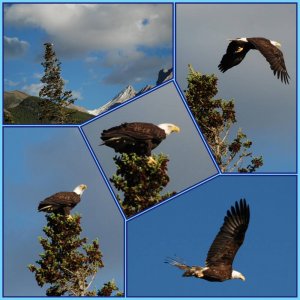 aigle pecheur au canada.