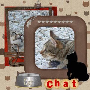 le chat