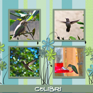 Colibri - Humming-Bird