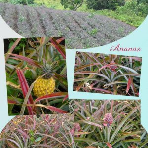 ananas