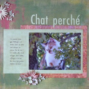 Chat perché