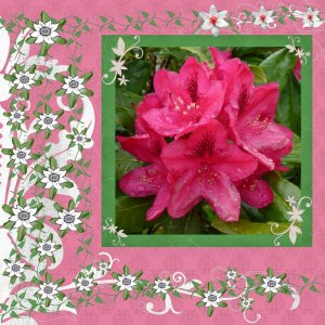 Rhodo1