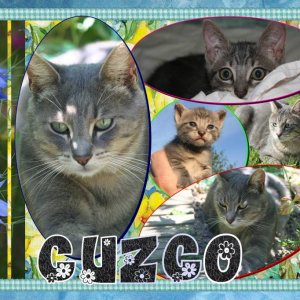 cuzco le chat