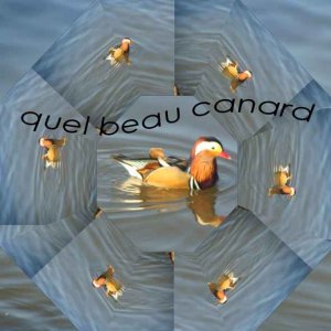 tres beau canard