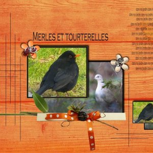 merles_et_tourterelles