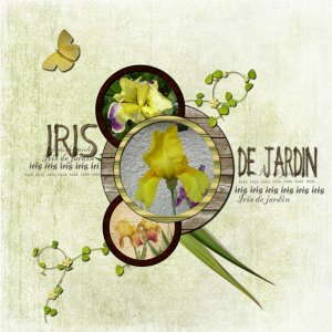 IRIS_DE_JARDIN