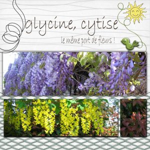 glycine_cytise