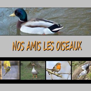 NOS_AMIS_LES_OISEAUX