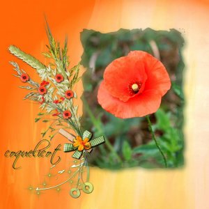 coquelicot