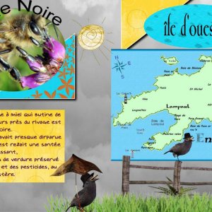 l'abeille noire d'ouessant