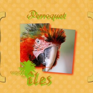 Perroquet1