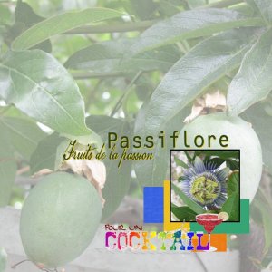 passiflore1