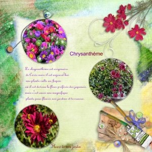 Defi Max chrysanthéme