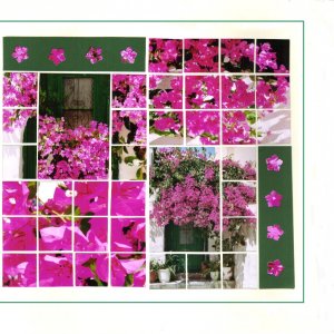 bougainvilliers