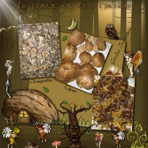 TROMPETTES CEPES GIROLLES FORÊSTIERES…