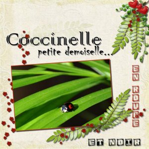Coccinelle #1